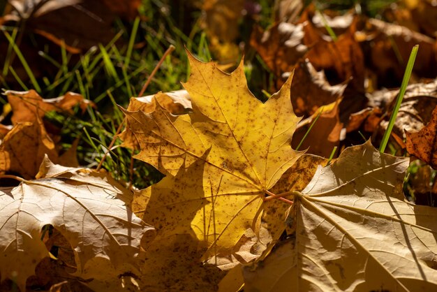 Fogliame colorato dell'albero di acero in autunno