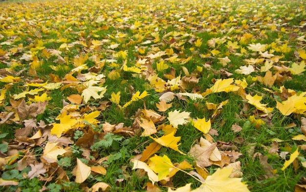 Fogliame colorato nel parco autunnale