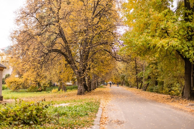 Fogliame colorato nel parco d'autunno