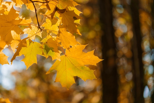 Fogliame d'acero giallo