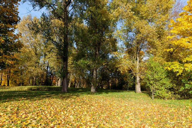 Fogliame d'acero in autunno