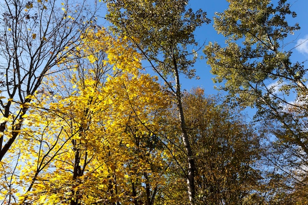 Fogliame d'acero ingiallito sugli alberi nella stagione autunnale