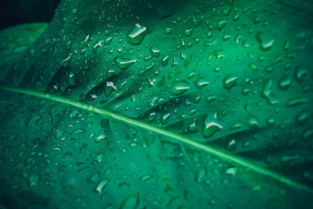 Fogliame del primo piano della foglia tropicale nel verde scuro con struttura della goccia di acqua piovana