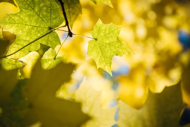 Fogliame dell'albero di acero giallo autunno alla luce del sole si chiuda. Soft focus, sfondo sfocato, copia dello spazio.