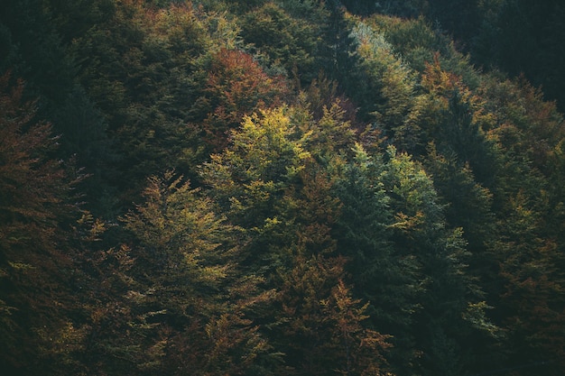 Fogliame della foresta in autunno