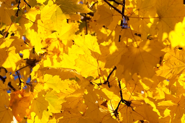 Fogliame di acero giallo sbiadito in caduta delle foglie, primo piano in natura