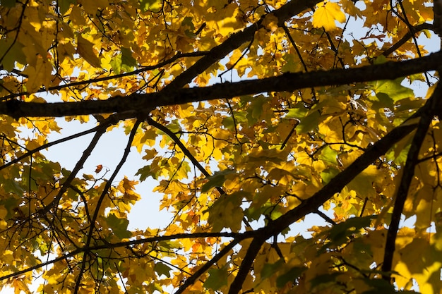 Fogliame di acero in autunno