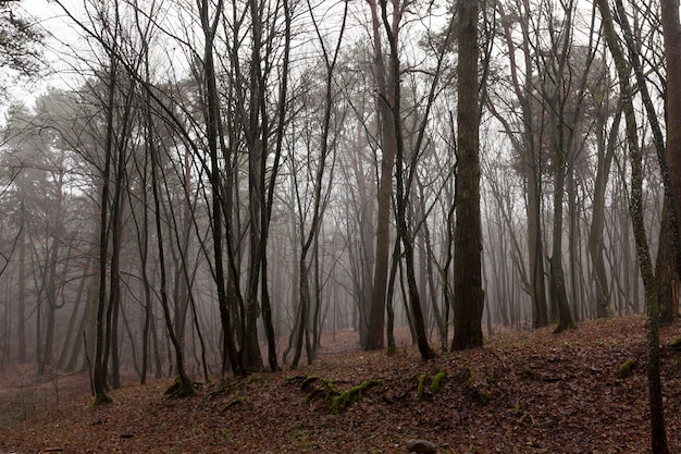 Fogliame di acero ingiallito e marcio a terra