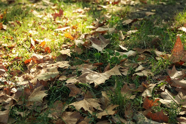 Fogliame di acero sdraiato sull'erba nel parco