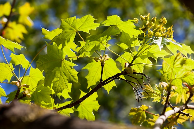 Fogliame di acero verde giovane in primavera