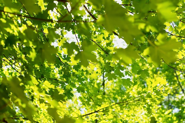 Fogliame di acero verde