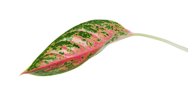 Fogliame di aglaonema, foglie di aglaonema rosa, foglia tropicale esotica, isolata su sfondo bianco