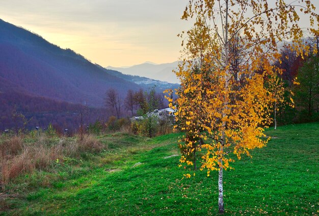 Fogliame di betulla dorata sullo sfondo delle montagne al tramonto Rosa Khutor Sochi Russia 2021