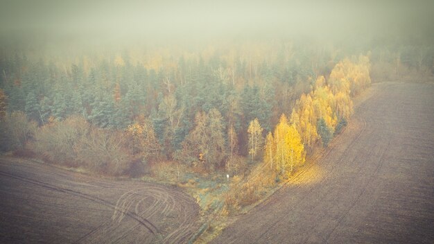 Fogliame di betulla giallo sul bordo della pineta in autunno nebbioso mattina.