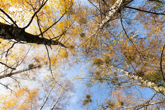 Fogliame di betulla ingiallito in autunno. Stagione autunnale, fotografato le cime degli alberi