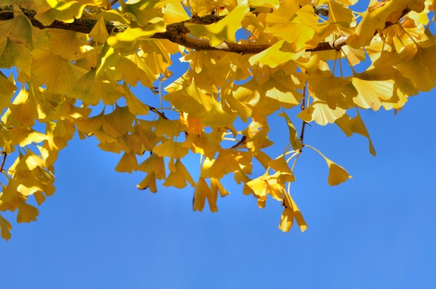 Fogliame di ginkgo biloba