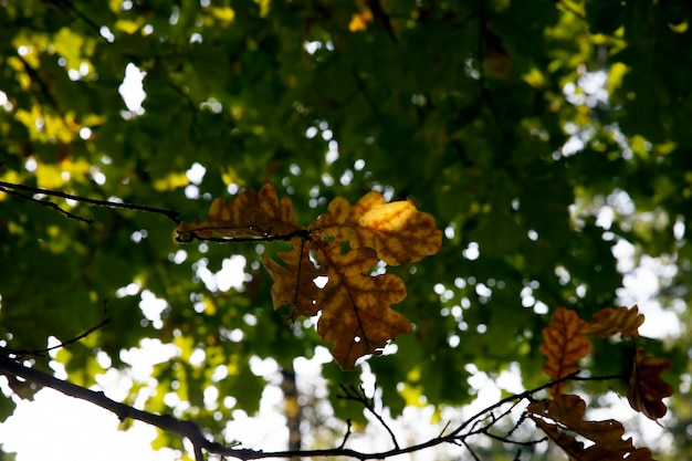 Fogliame di quercia che diventa giallo in autunno durante la caduta delle foglie