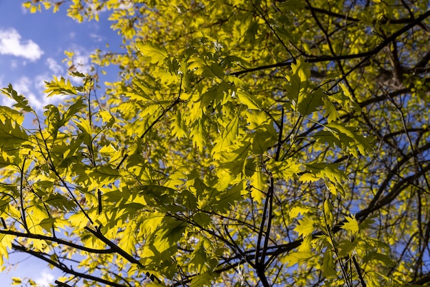 fogliame di quercia primaverile traslucido e amenti di quercia durante la fioritura dettagli della quercia nella stagione primaverile