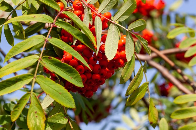 Fogliame di sorbo verde con bacche rosse a maturazione