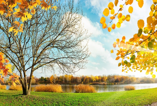 Fogliame dorato nel parco