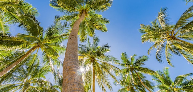 Fogliame esotico di tramonto tropicale, paesaggio della natura del primo piano. Palme da cocco vibrazioni romantiche raggi del sole