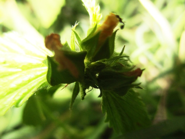 fogliame, foglie verdi frutti e fiori