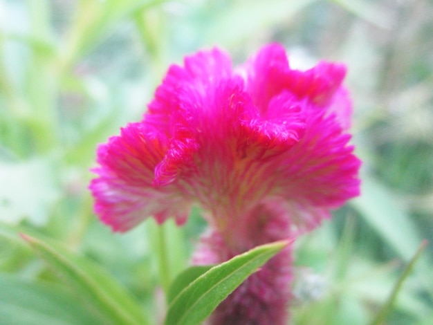 fogliame, foglie verdi frutti e fiori