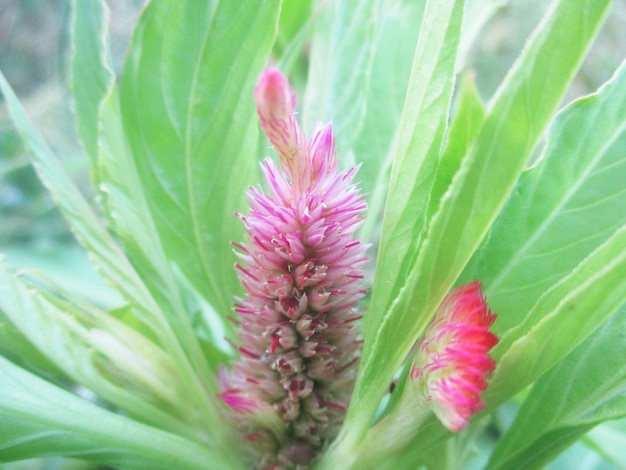 fogliame, foglie verdi frutti e fiori