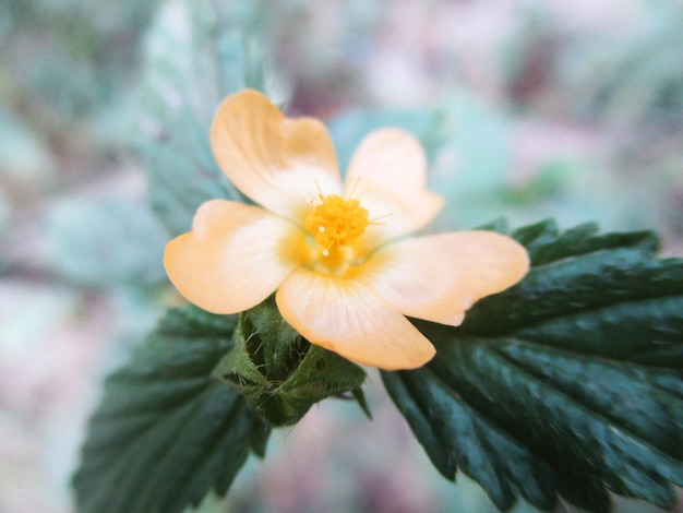 fogliame, foglie verdi frutti e fiori