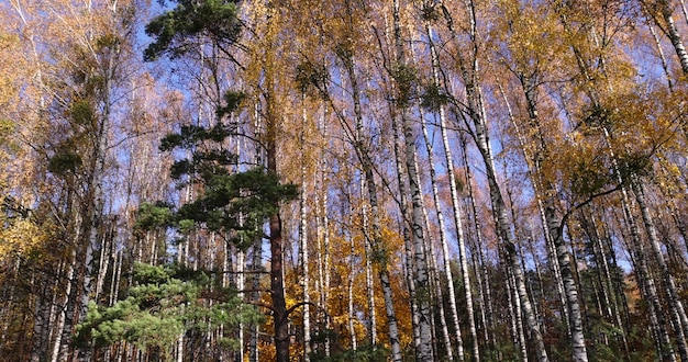 fogliame giallastro sulle betulle in autunno