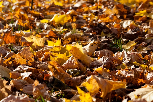 Fogliame giallo autunnale