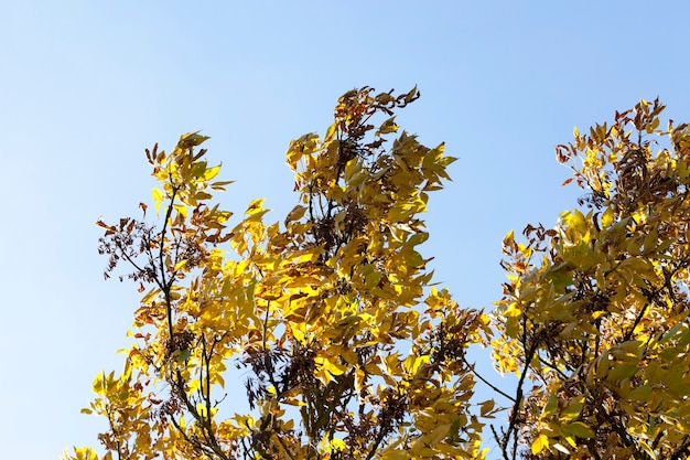 Fogliame giallo cenere e semi secchi contro il cielo blu