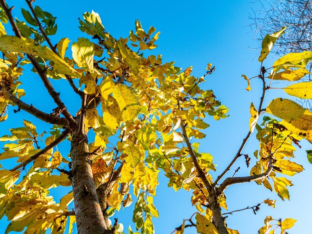 Fogliame giallo della corona di un albero contro il cielo blu