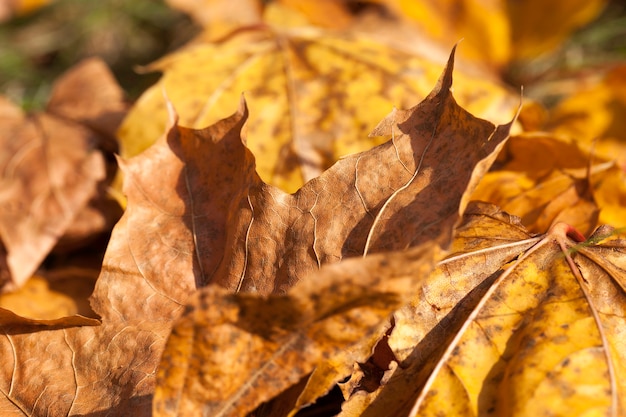 Fogliame giallo di acero durante la caduta delle foglie. Stagione autunnale