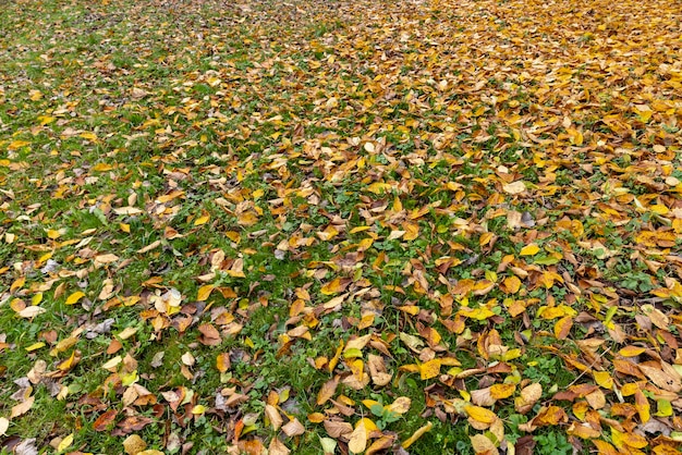 Fogliame giallo di alberi su erba verde in autunno