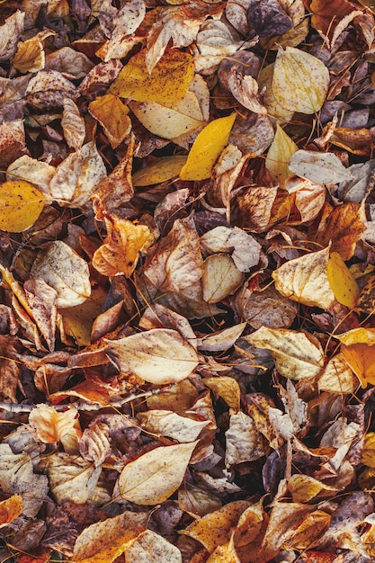 Fogliame giallo di autunno in parete autunnale del parco