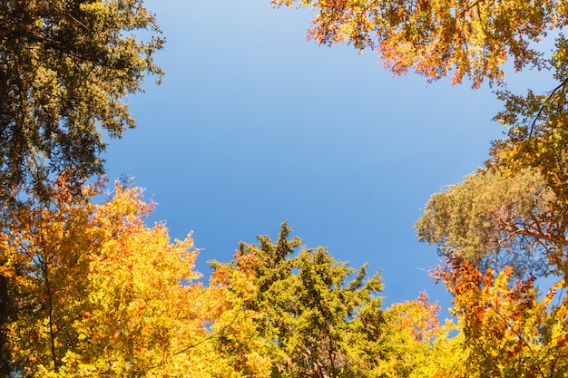 Fogliame giallo di autunno sopra cielo blu luminoso.