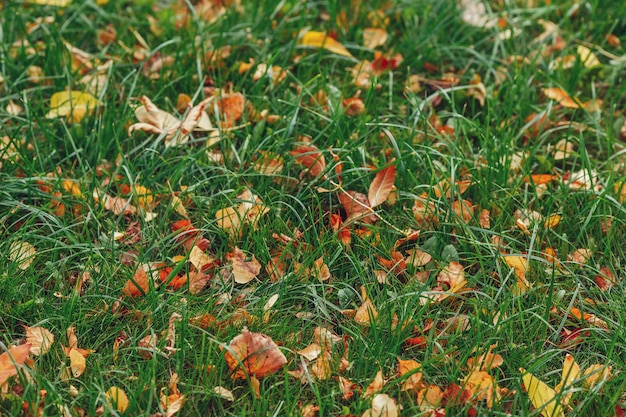 Fogliame giallo di autunno su erba verde in parco autunnale