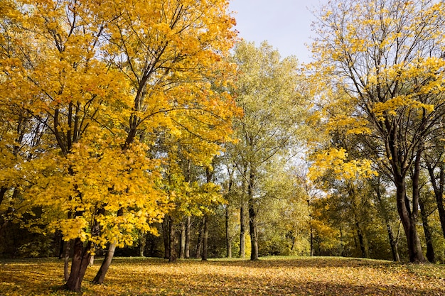 Fogliame ingiallito nella stagione autunnale in Deciduous grove, la vera natura nella stagione autunnale che mostra e specificità.