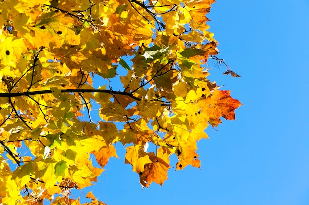 Fogliame multicolore di acero durante un cambio di colore nella stagione autunnale, primo piano contro un cielo blu