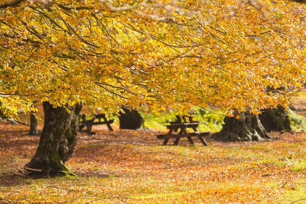 Fogliame nel parco nazionale dei Monti Simbruini Lazio Italia Colori autunnali in un bosco di faggi Faggi con foglie gialle