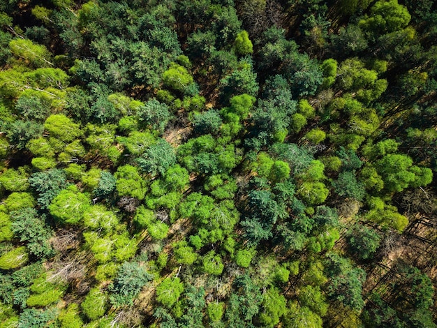 Fogliame primaverile di alberi nella vista dall'alto del drone ForestAerial