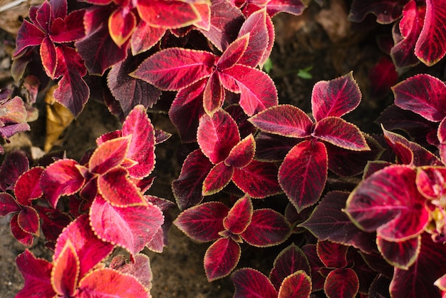 Fogliame rosso della pianta del Coleus primo piano vista dall'alto sfondo naturale