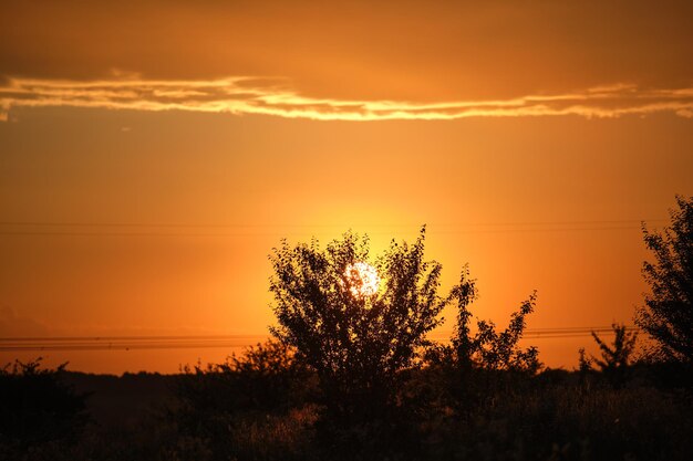 Fogliame scuro di piccoli alberi e cespugli contro il cielo luminoso e colorato al tramonto con nuvole vivide