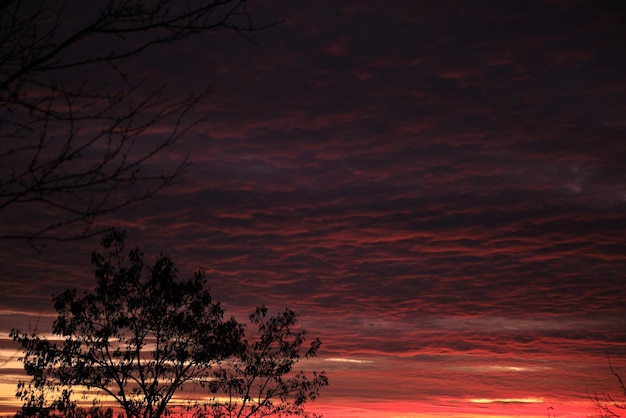 Fogliame scuro di piccoli alberi e cespugli contro il luminoso e colorato cielo al tramonto con nuvole vivide illuminate con la luce del sole al tramonto