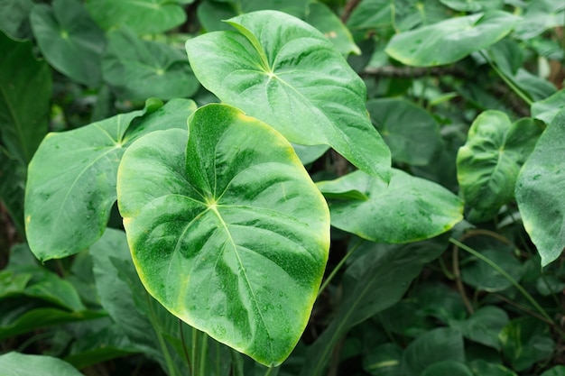 Fogliame tropicale esotico, foglie tropicali verdi vibranti. Foto di alta qualità