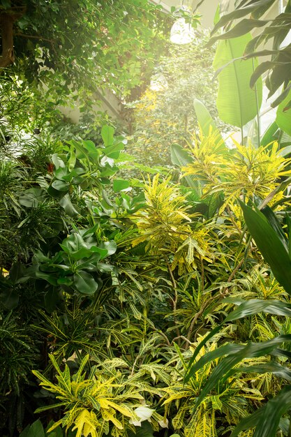 Fogliame tropicale fertile sempreverde in una serra tropicale