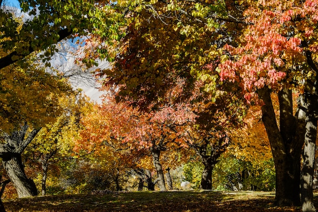 Fogliame variopinto in autunno, giardino reale di Altit, Gilgit-Baltistan, Pakistan.