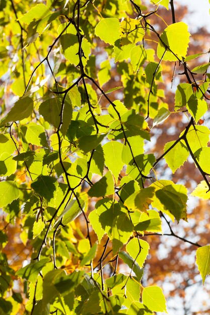 Fogliame verde del primo piano, betulla nella stagione autunnale