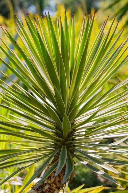 Fogliame verde della pianta di yucca Yucca gloriosa o pugnale spagnolo Primo piano